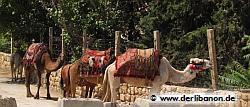 Libanon, Kamele in Baalbek